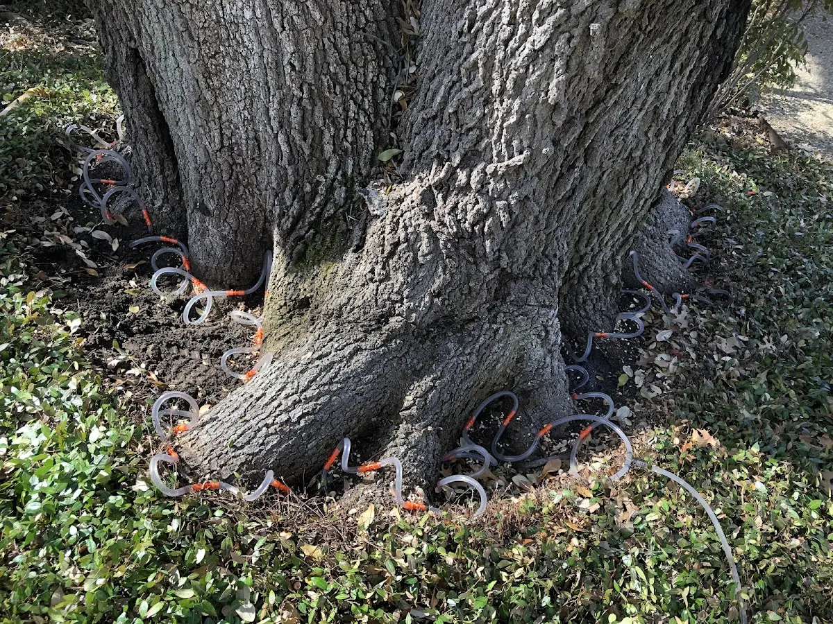 Detailed Tree Cabling and Bracing job site in Old Town