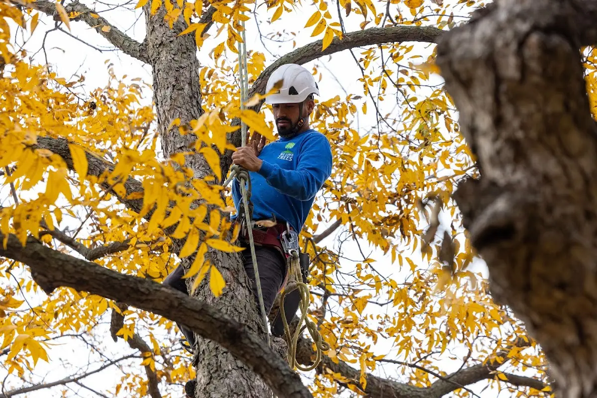 Skilled Tree Trimming crew working in Old Town