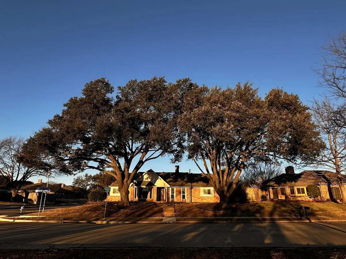 Established residential canopy tree shading a home in Old Town